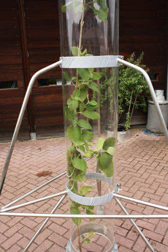 阿姆斯特丹正在测试一种可以吸收雾霾的花