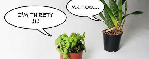 植物 - 植物生命 -  photo2