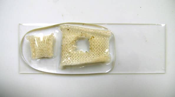 工作单位:宾夕法尼亚州立大学