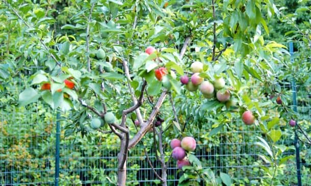 这个神奇的童话树可以长40个不同种类的Fruit_Image 1