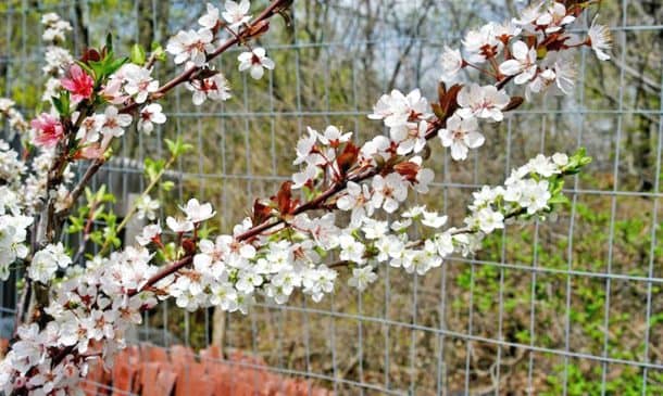 这个神奇的童话树可以长40个不同种类的Fruit_Image 2