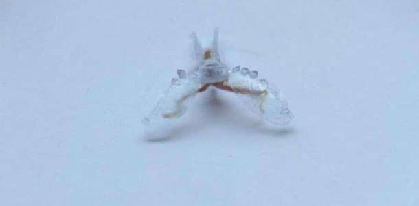 生物杂交海蛞蝓，前来报到。资料来源:Andrew Horchler博士，CC BY-ND