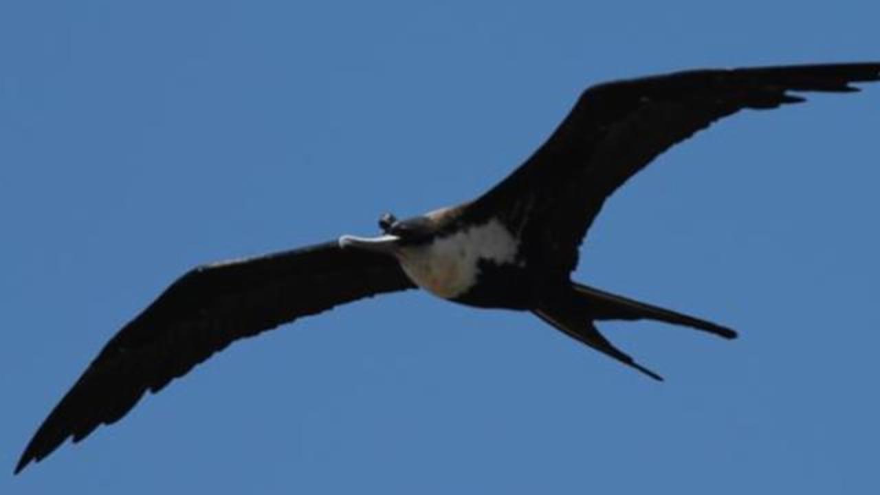 鸟在飞丁时睡觉