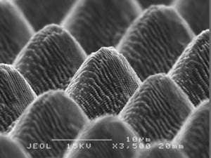 Picture Credits: gizmag