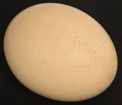 怎么样的宝贝鸟 - 呼吸 - 艾格 -  egg_image-3