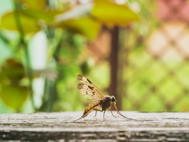 how-would-the-extinction-of-mosquitoes-affect-humans_image-2