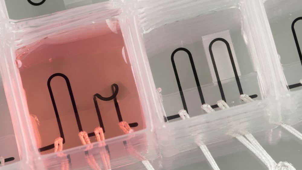 3 d-print-heart-on-chip-1