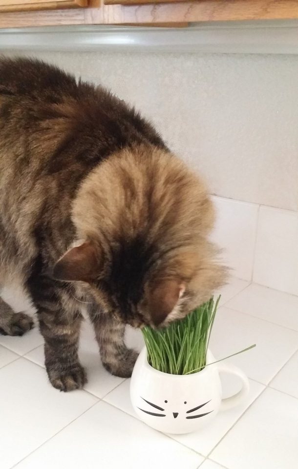 图片致谢:亚马逊