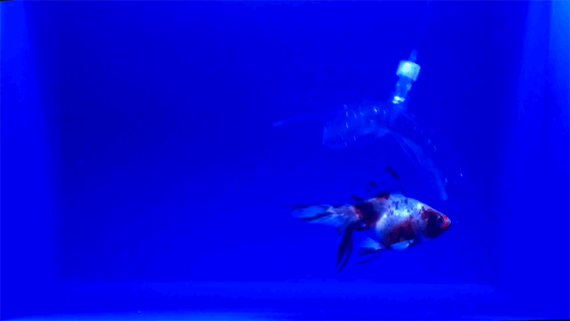 无形的凝胶机器人