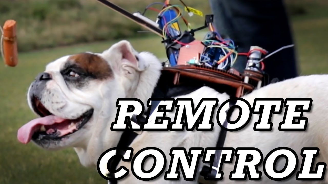 遥控狗