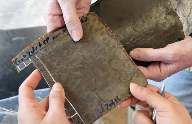 食物垃圾变成橡胶(1)