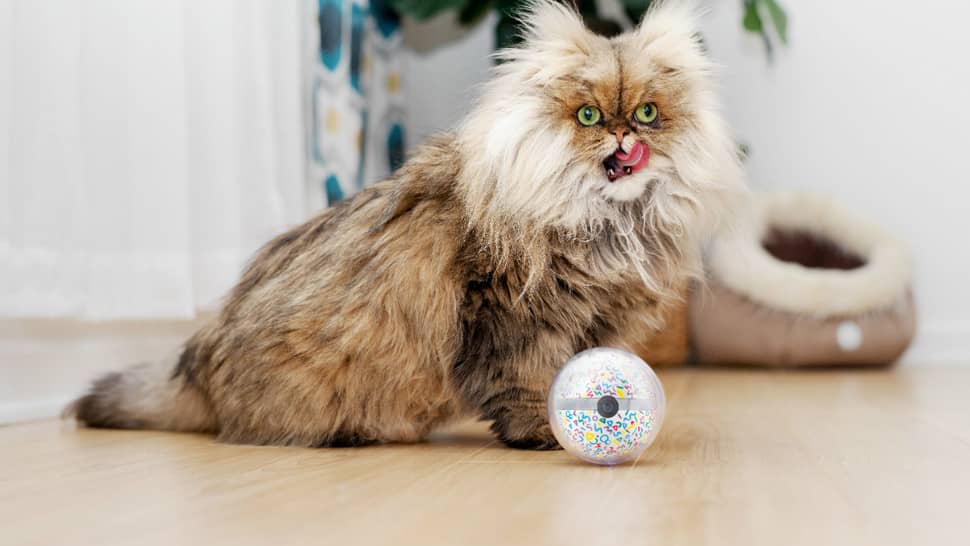 Pebby机器人宠物保姆