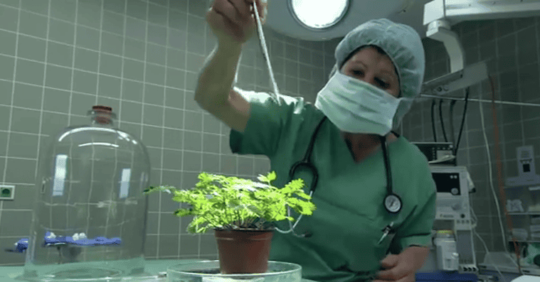 植物对疼痛有反应