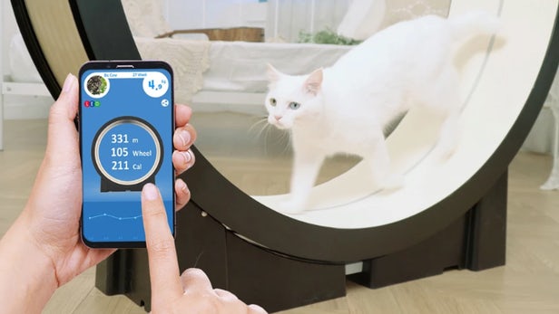 宠物丁的小猫是猫的智能跑步机!