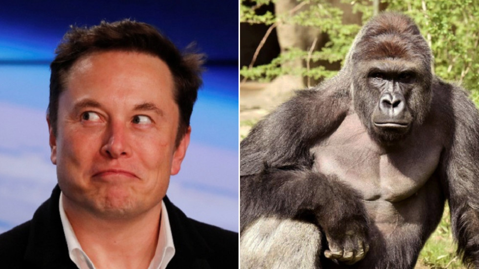 Elon Musk开始与RIP Harambe SoundCloud说唱歌手生涯!