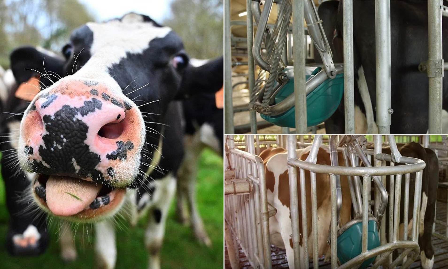 Henk Hanskamps的Cow厕所有助于降低氨污染！