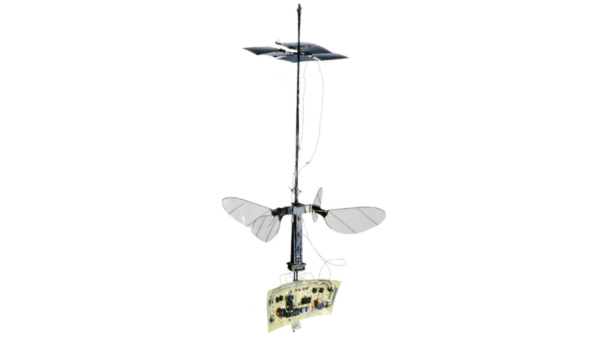 由于微型太阳能电池板，机器人蜜蜂能够自由飞行