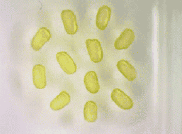 科学家创造的永久液体磁铁是一个错误