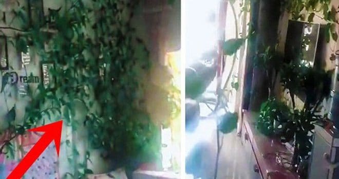 从公寓到小植物园——感谢COVID-19