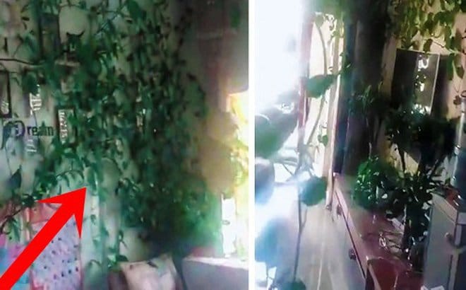 从公寓到小植物园——感谢COVID-19