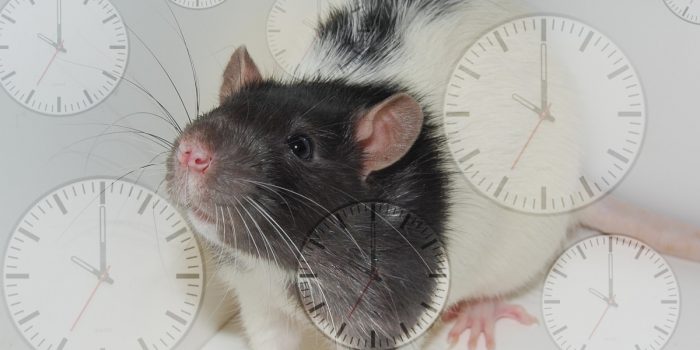 科学家使用年轻的老鼠血浆反向老化老鼠