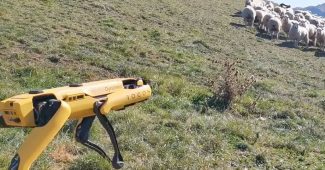 罗科斯谈论机器人牧羊犬-牧羊人不同意!