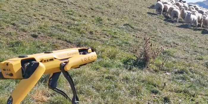 罗科斯（Rocos）谈论机器人羊犬 - 牧羊人不同意！