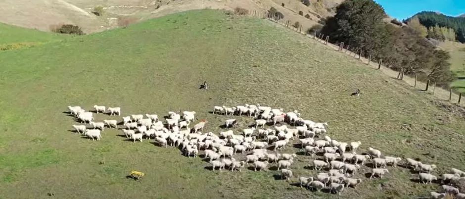 罗科斯（Rocos）谈论机器人羊犬 - 牧羊人不同意！